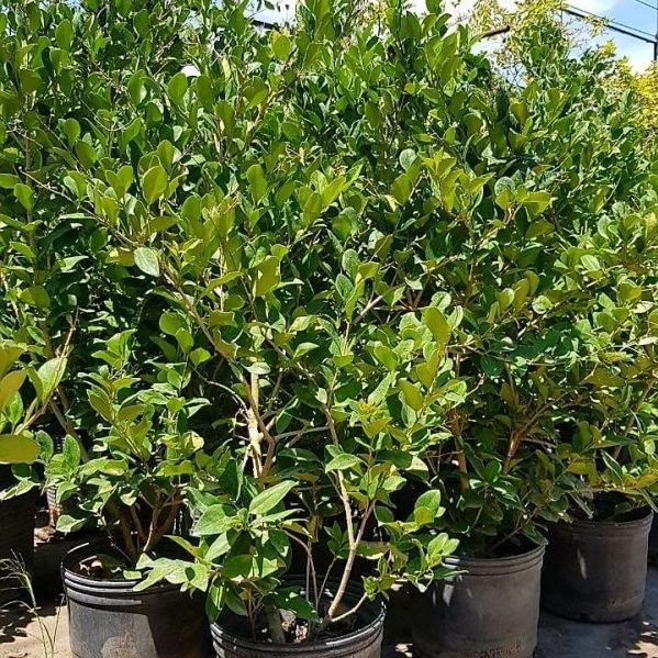 Olea