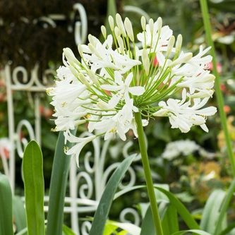 Agapanthus blanco