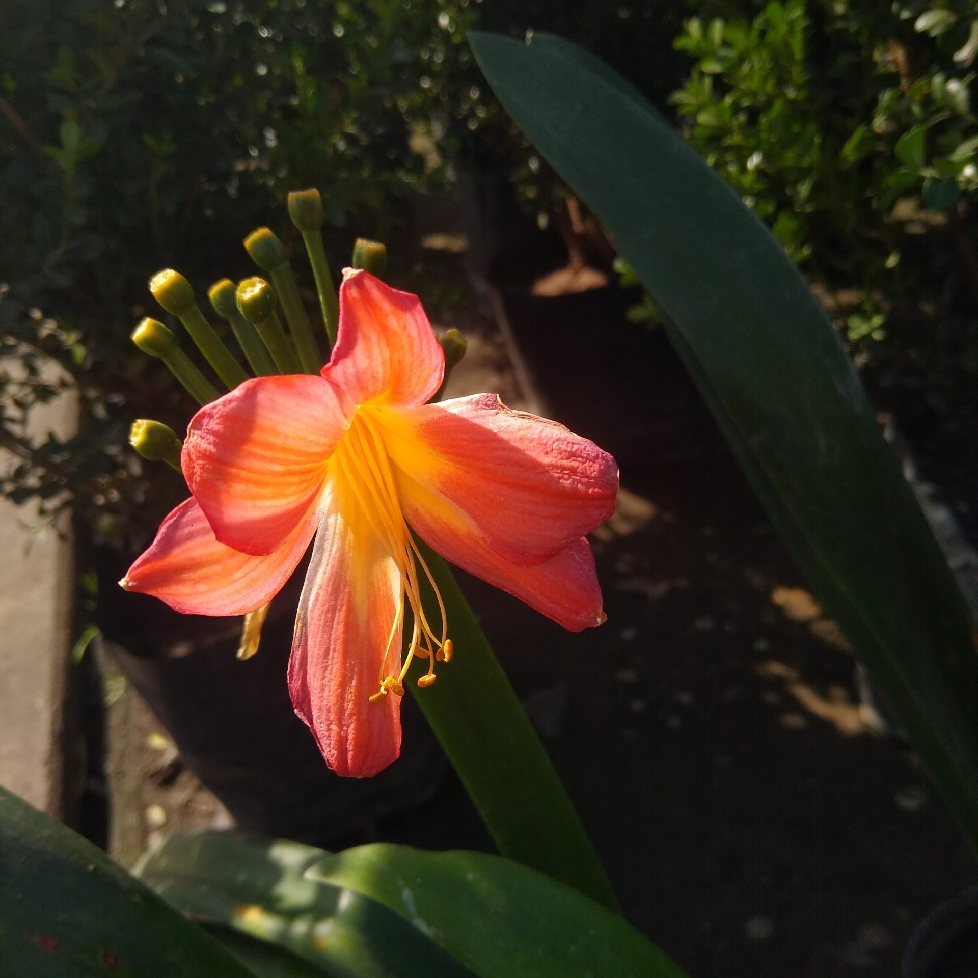 Clivia-01