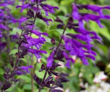 Salvia guaranitica