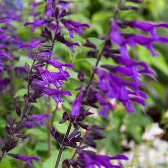 Salvia guaranitica