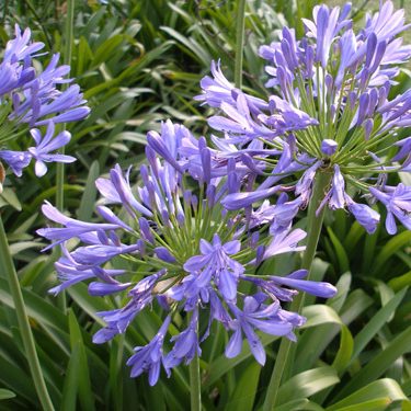 agapanthus-celeste